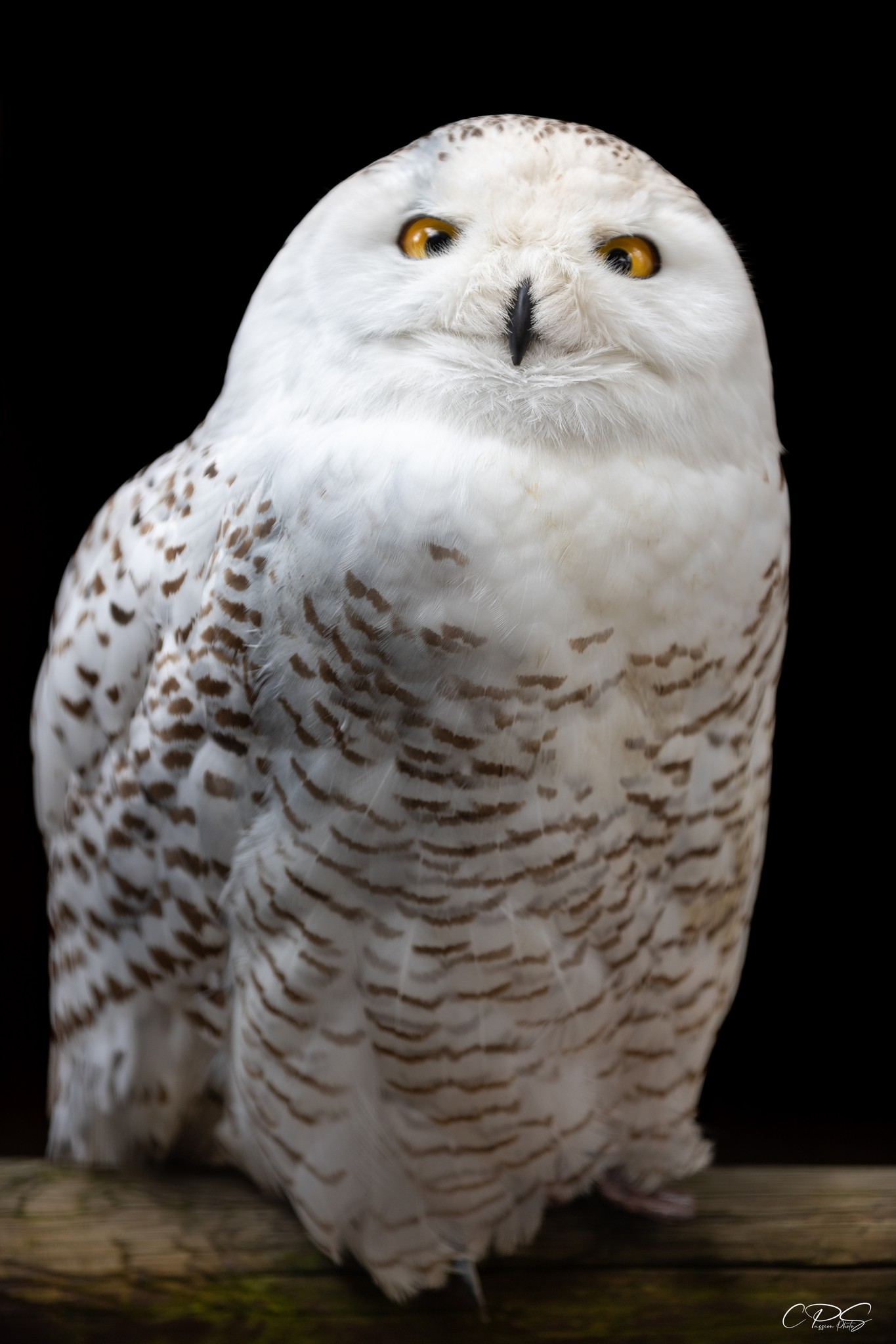 Oiseau photographié par Patricia